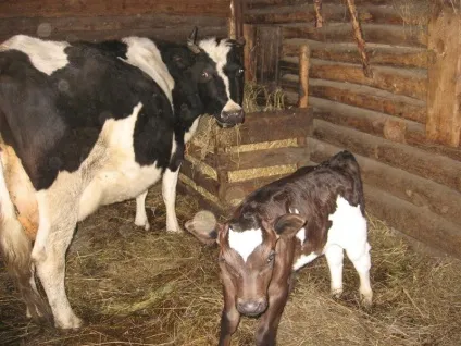 Приміщення для утримання корів в присадибному господарстві (присадибній) Приміщення для утримання корів в присадибному господарстві