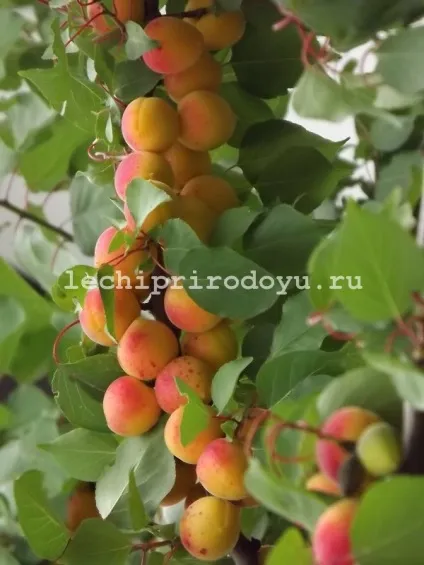 Користь абрикос і абрикосових кісточок для здоров'я, цілюща сила рослин (кісточок) Користь абрикос і абрикосових кісточок для здоров'я, цілюща сила рослин