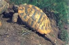 Звички і поведінку черепах - все про черепах і для черепах