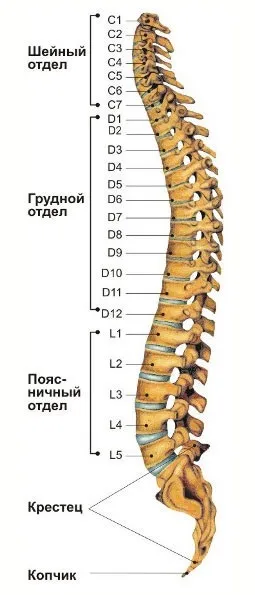 Хребет людини, будова, функції, відділи (відділи) Хребет людини, будова, функції, відділи