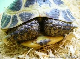 Звички і поведінку черепах - все про черепах і для черепах
