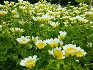 Покрокове вирощування лімнантеса з насіння відеоінструкція (лімнантеса) Покрокове вирощування лімнантеса з насіння відеоінструкція