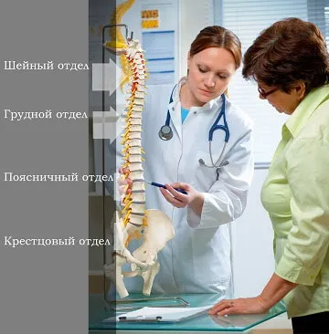 Хребет людини, будова, функції, відділи (хребет) Хребет людини, будова, функції, відділи