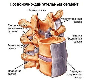 Хребет людини, будова, функції, відділи (хребет людини складається з) Хребет людини, будова, функції, відділи