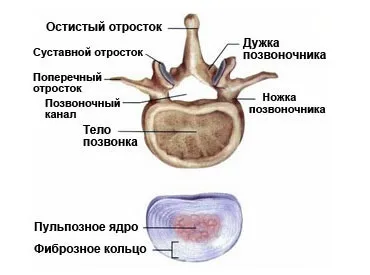 Хребет людини, будова, функції, відділи (хребет будова анатомія) Хребет людини, будова, функції, відділи