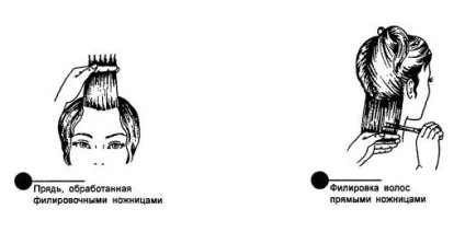 Правила стрижки волосся і термінологія (волосся) Правила стрижки волосся і термінологія