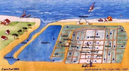 Правильна морська сіль корея або франція (сіль) Правильна морська сіль корея або франція