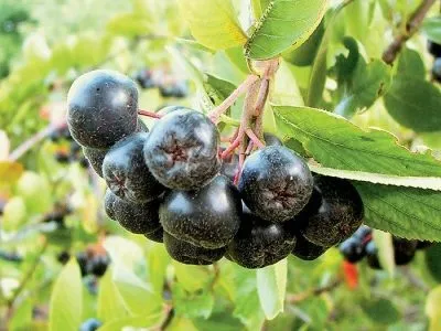 Причини і лікування ламкості судин (капілярів) (лікування) Причини і лікування ламкості судин (капілярів)
