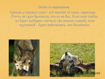 Презентація на тему як вовки вчать полювати своїх дитинчат