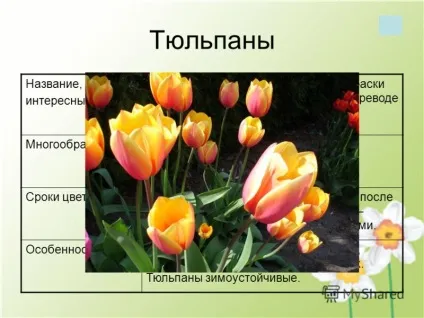 Презентація на тему краса шкільної клумби (краса шкільної клумби. Мета проекту: вибрати найбільш підходящі рослини для шкільної клумби. Завдання проекту: 1.вибрать найбільш підходящі види квітів.) Презентація на тему краса шкільної клумби