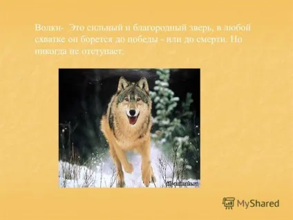 Презентація на тему як вовки вчать полювати своїх дитинчат