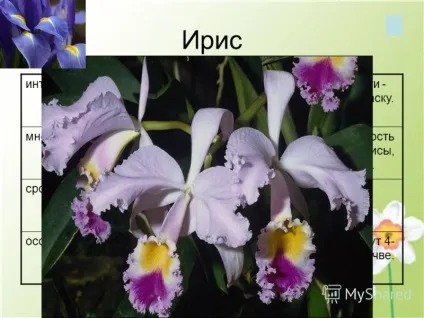 Презентація на тему краса шкільної клумби (клумби) Презентація на тему краса шкільної клумби