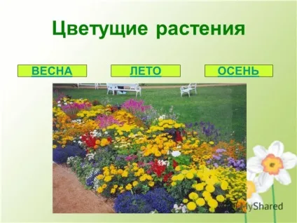 Презентація на тему краса шкільної клумби (тему) Презентація на тему краса шкільної клумби