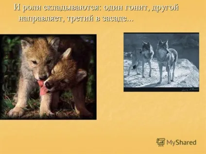 Презентація на тему як вовки вчать полювати своїх дитинчат