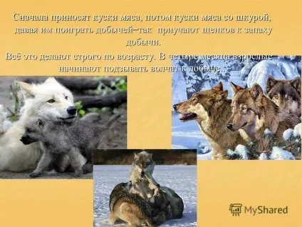 Презентація на тему як вовки вчать полювати своїх дитинчат