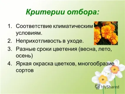 Презентація на тему краса шкільної клумби (презентація) Презентація на тему краса шкільної клумби