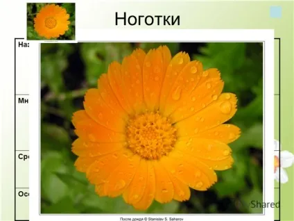 Презентація на тему краса шкільної клумби (краса шкільної клумби. Мета проекту: вибрати найбільш підходящі рослини для шкільної клумби. Завдання проекту: 1.вибрать найбільш підходящі види квітів.) Презентація на тему краса шкільної клумби
