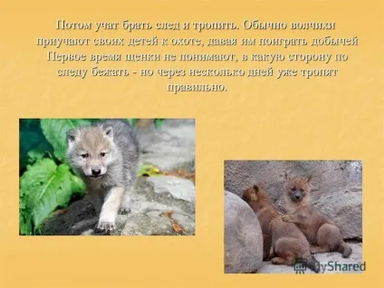 Презентація на тему як вовки вчать полювати своїх дитинчат