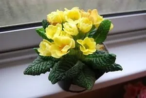 Примула хвороби і шкідники