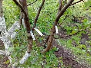 Щеплення дерев влітку терміни і час щеплення, відео (щеплення) Щеплення дерев влітку терміни і час щеплення, відео