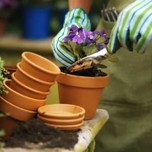 Примула хвороби і шкідники