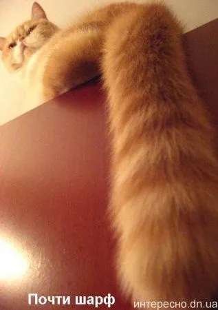 Приколи з котами і про котів (коти і кішки) Приколи з котами і про котів
