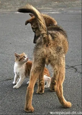Приколи з котами і про котів (блоги) Приколи з котами і про котів