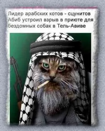 Приколи з котами і про котів (Коти істоти жахливо) Приколи з котами і про котів