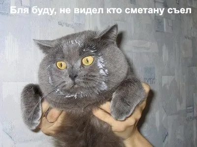Приколи з котами і про котів (блог) Приколи з котами і про котів