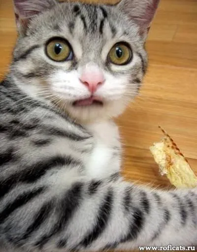 Приколи з котами і про котів (щоденник) Приколи з котами і про котів