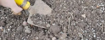 Застосування добрива азофоски для помідорів (помідорів) Застосування добрива азофоски для помідорів