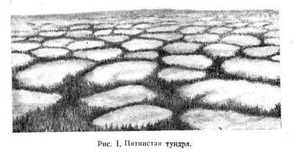 Природні умови тундри (умови) Природні умови тундри