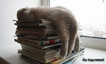 Приколи з котами і про котів (блог) Приколи з котами і про котів
