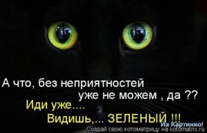 Приколи з котами і про котів (блоги) Приколи з котами і про котів