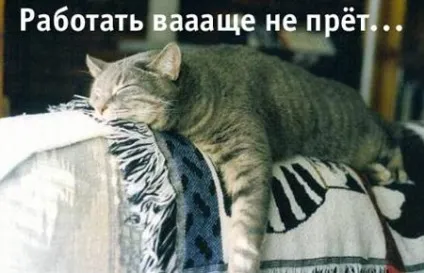 Приколи з котами і про котів (блог) Приколи з котами і про котів