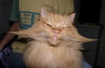Приколи з котами і про котів (блоги) Приколи з котами і про котів