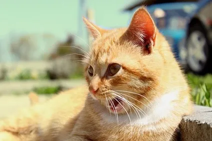 Приколи з котами і про котів (фото) Приколи з котами і про котів