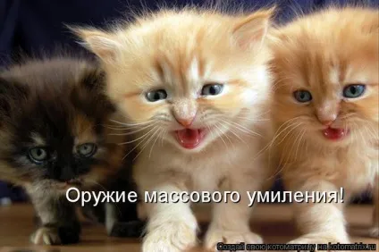 Приколи з котами і про котів (коти і кішки) Приколи з котами і про котів