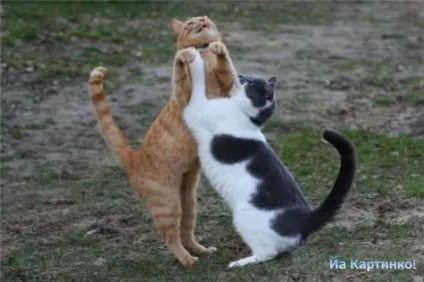 Приколи з котами і про котів (приколи) Приколи з котами і про котів