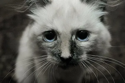 Приколи з котами і про котів (котами) Приколи з котами і про котів