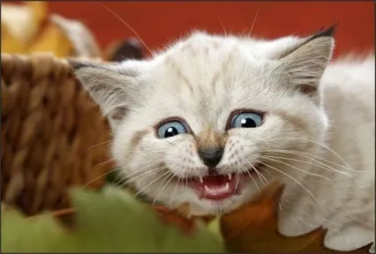 Приколи з котами і про котів (приколи) Приколи з котами і про котів