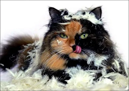 Приколи з котами і про котів (Коти істоти жахливо) Приколи з котами і про котів
