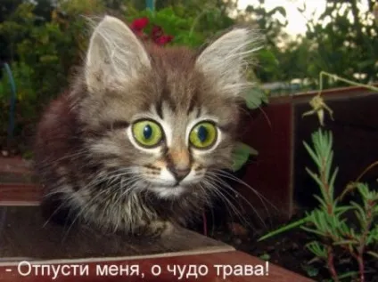 Приколи з котами і про котів (щоденник) Приколи з котами і про котів