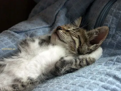 Приколи з котами і про котів (фото) Приколи з котами і про котів