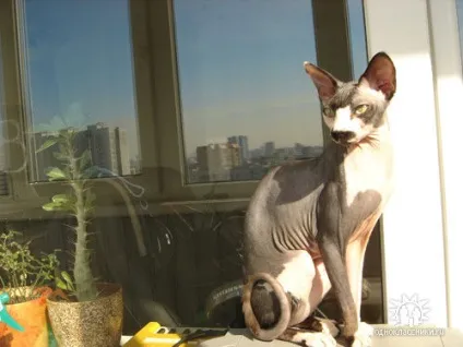Приколи з котами і про котів (коментарі) Приколи з котами і про котів
