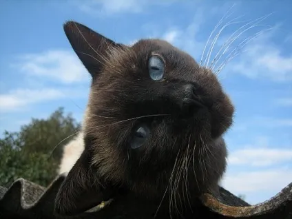 Приколи з котами і про котів (Коти істоти жахливо) Приколи з котами і про котів
