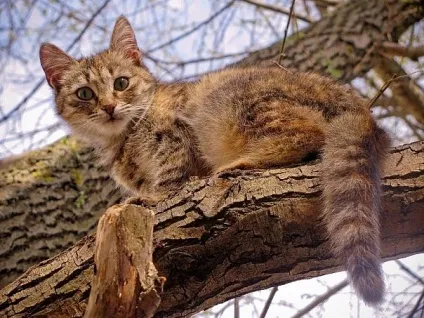Приколи з котами і про котів (блог) Приколи з котами і про котів