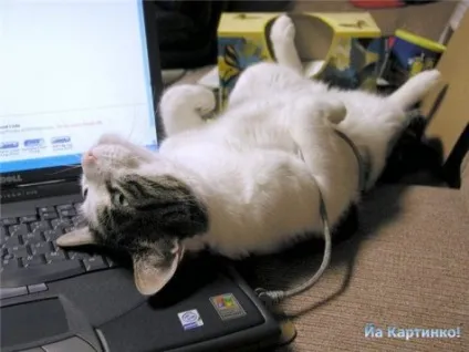 Приколи з котами і про котів (котів) Приколи з котами і про котів