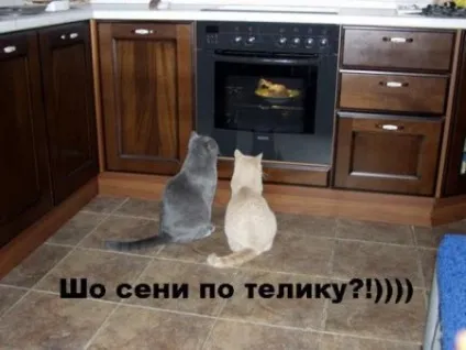 Приколи з котами і про котів (котами) Приколи з котами і про котів