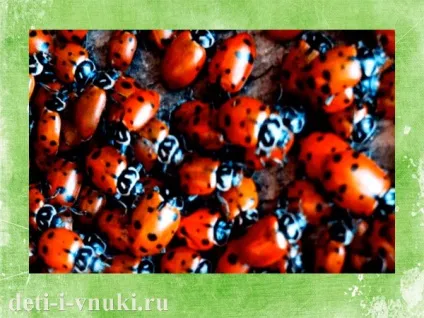 Про сонечко для дітей, діти і внуки